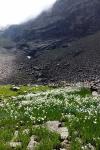 Eriophorum scheuchzeri