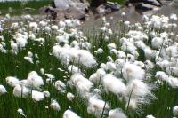 Eriophorum scheuchzeri