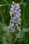 Dactylorhiza maculata