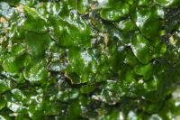 Dumortiera hirsuta