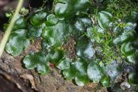 Dumortiera hirsuta