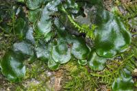 Dumortiera hirsuta