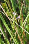 Lobelia urens