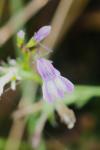 Lobelia urens