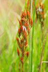 Narthecium ossifragum