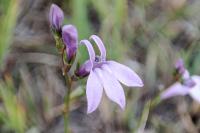Lobelia urens