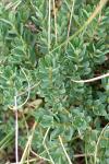 Daphne cneorum
