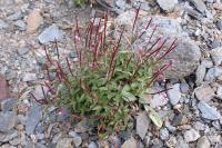 Epilobium anagallidifolium