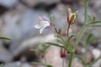 Chaenorhinum minus