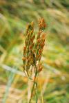 Narthecium ossifragum