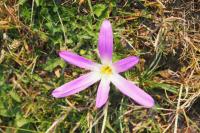Colchicum montanum