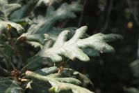 Quercus pyrenaica