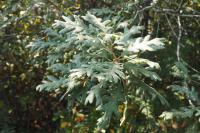 Quercus pyrenaica