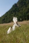 Eriophorum latifolium