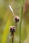 Carex lepidocarpa