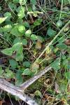 Maianthemum bifolium