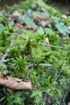 Climacium dendroides