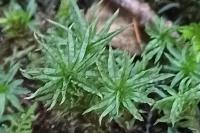 Atrichum undulatum