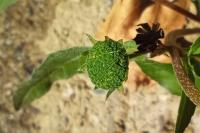 Eclipta prostrata