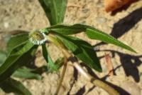 Eclipta prostrata