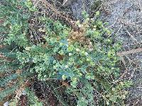 Euphorbia paralias