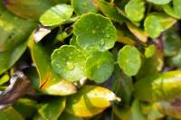 Hydrocotyle vulgaris