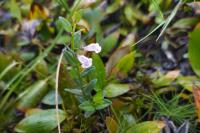 Scutellaria minor