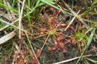 Drosera intermedia
