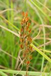 Narthecium ossifragum