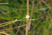Rhynchospora alba