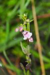 Scutellaria minor