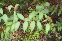 Spiraea japonica