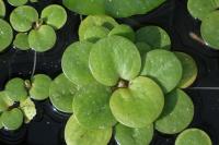 Hydrocharis laevigata