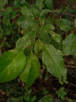 Prunus brigantina
