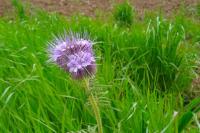 Phacelia tanacetifolia