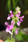 Stachys palustris