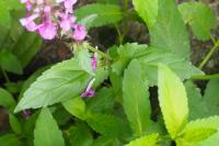 Stachys palustris