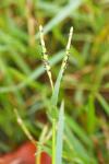 Paspalum distichum