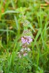 Mentha pulegium