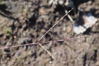 Digitaria ischaemum
