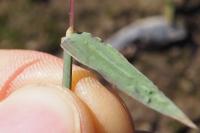Digitaria ischaemum