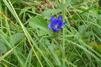 Gentiana pneumonanthe