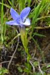 Gentianopsis ciliata