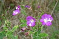 Epilobium hirsutum