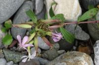 Saponaria officinalis