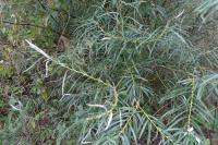 Salix eleagnos