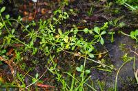 Galium palustre