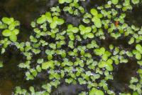 Lemna minor