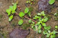 Ludwigia palustris