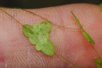 Lemna minor